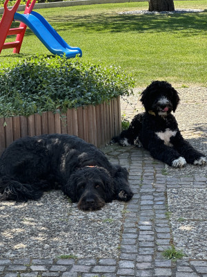 Meine Hunde Bo und Odie